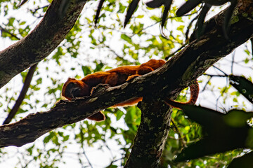 Fototapeta premium Red howler monkey perched on a tree branch in the lush tropical rainforest of French Guiana, South America.