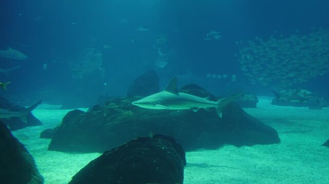 A Sandbar shark swims gracefully over a dark rock formation in the dimly lit, blue waters of a large public aquarium.