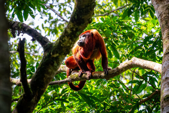 Red howler monkey perched on a tree branch in the lush tropical rainforest of French Guiana, South America.