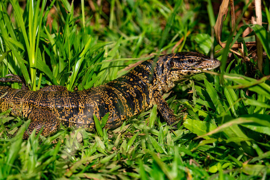 Gold Tegu, Tupinambis teguixin or T&eacute;gu commun, also known as Black Tegu or Teju Guazu, crawling through green grass in a French Guiana meadow.