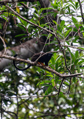 Obraz premium Red-handed Tamarin, Saguinus midas or Midas Tamarin, also known as Tamarin aux mains rousses, climbing on a tree branch in French Guiana jungle