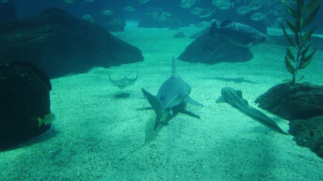 Large sand tiger sharks, also known as a grey nurse shark or ragged-tooth shark, swims gracefully over a sandy seabed in a clear blue underwater environment with large dark rocks