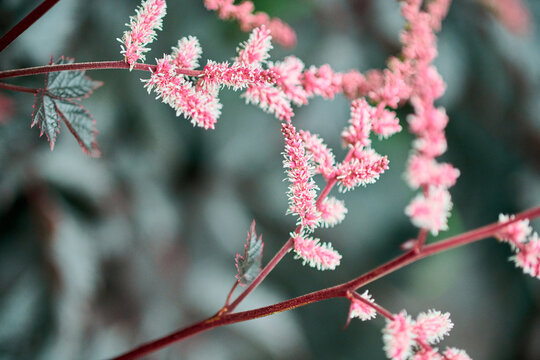 Delicate pink astilbe flowers with soft focus background in natural light