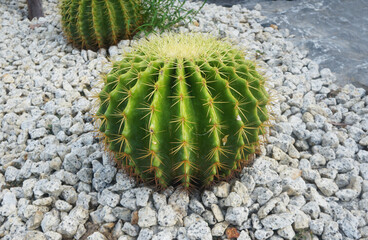 The Golden Barrel Cactus, Echinocactus grusonii has a spherical, barrel-like shape, with a green stem, prominent ribs, and is covered in golden yellow spines. © Montree