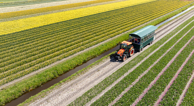 Aerial view of a tractor pulling a wagon through vibrant tulip fields, a colorful tapestry of yellow, pink, and white blooms, Sint Maartensvlotbrug, North Holland, Netherlands.