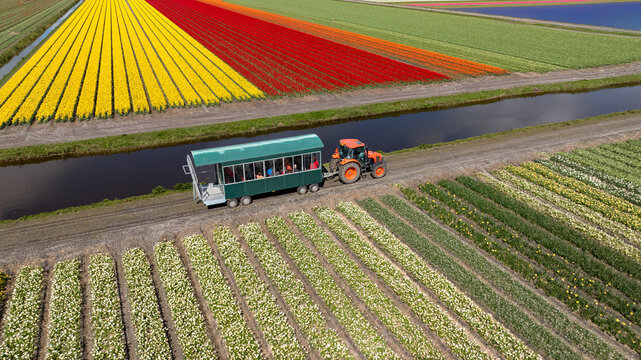 Aerial view of vibrant tulip fields bursting with color next to a canal with a tractor and tour trailer, Sint Maartensvlotbrug, North Holland, Netherlands.