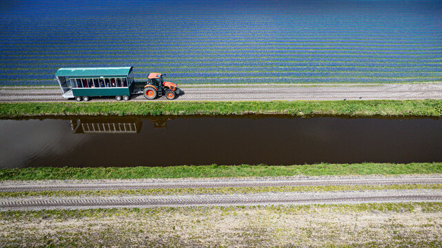 Aerial view of a tractor pulling a tourist wagon along a canal, bordered by fields of vibrant, blue and white flowers, Sint Maartensvlotbrug, North Holland, Netherlands.