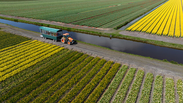 Aerial view of a tractor pulling a tourist wagon along a narrow path between colorful tulip fields and a canal, Sint Maartensvlotbrug, North Holland, Netherlands.