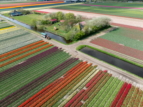 Aerial view of vibrant tulip fields creating a colorful patchwork quilt, bisected by tranquil canals near a quaint farmhouse, Sint Maartensvlotbrug, North Holland, Netherlands.
