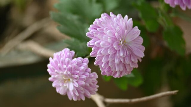 Chrysanthemums flower in a blurry background. sometimes abbreviated to&nbsp;mums&nbsp;or&nbsp;chrysanths, are&nbsp;perennial&nbsp;herbaceous&nbsp;flowering plants&nbsp;in the family&nbsp;Asteraceae.
