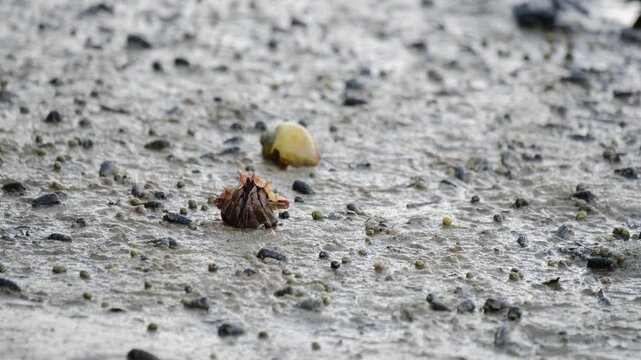 A single hermit crab carrying its shell moves across a wet, muddy beach filled with small snails and pebbles. Natural sea life captured in a coastal habitat during daylight.