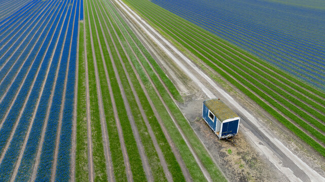 Aerial view of vibrant, parallel flower fields bisected by a pale path, alongside a small blue cabin on wheels, t Zand, North Holland, Netherlands.