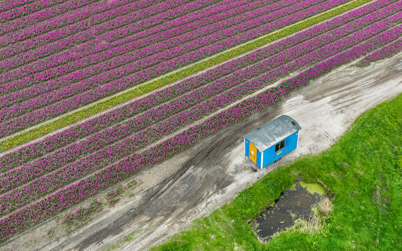 Aerial view of vibrant purple flower fields contrasting with strips of green and a solitary blue hut along a dirt road, t Zand, North Holland, Netherlands.