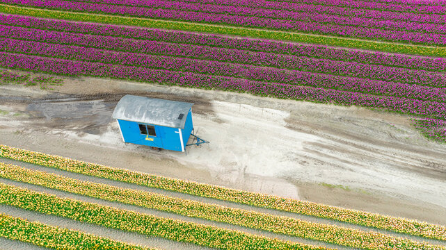 Aerial view of vibrant floral fields striped in hues of purple and gold, a small blue wagon resting in between, t Zand, North Holland, Netherlands.