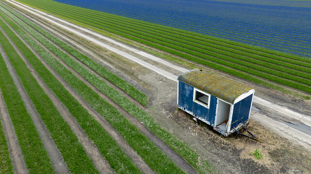 Aerial view of vibrant green rows of crops contrasting with a weathered blue trailer, casting shadows on the land, t Zand, North Holland, Netherlands.