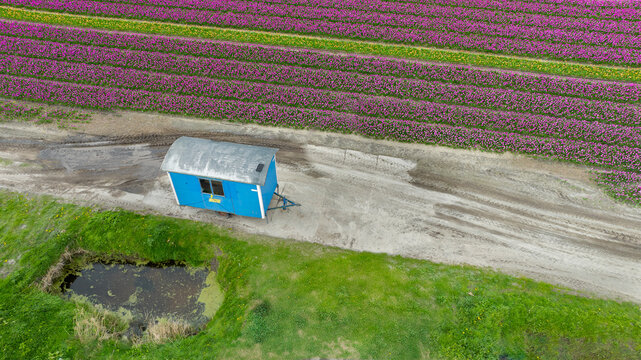 Aerial view of a quaint blue wagon stands in stark contrast to the vibrant purple tulip fields stretching towards the horizon, t Zand, North Holland, Netherlands.
