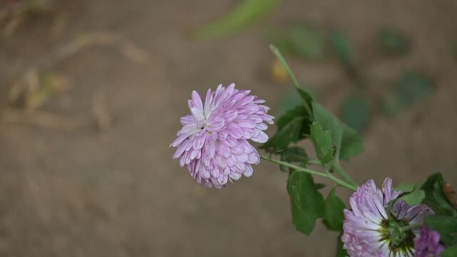 Chrysanthemums flower in a blurry background. sometimes abbreviated to&nbsp;mums&nbsp;or&nbsp;chrysanths, are&nbsp;perennial&nbsp;herbaceous&nbsp;flowering plants&nbsp;in the family&nbsp;Asteraceae.