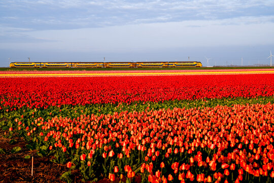 Aerial view of vibrant tulip fields ablaze in fiery reds and oranges, crossed by a yellow train under a serene sky, Oudesluis, North Holland, Netherlands.