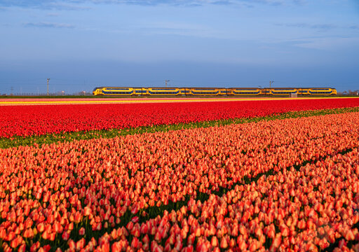 Aerial view of a train slicing through vibrant tulip fields, a colorful juxtaposition of motion and nature's artistry, Oudesluis, North Holland, Netherlands.