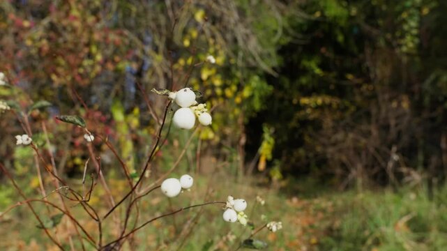 On the branches are the berries of the white snowberry. The spherical white fruits are poisonous. The background of autumn nature is out of focus.