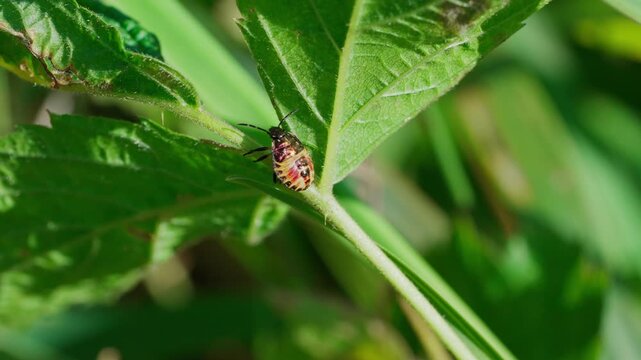 A predatory stink bug is quickly moving along a green leaf; a nymph of the species Podisus maculiventris. It has a beautifully colored upper side.