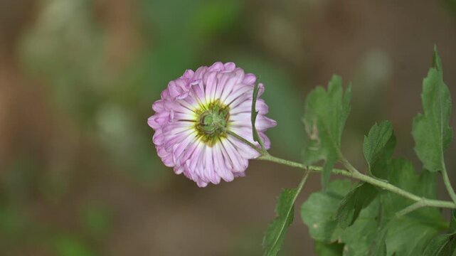 Chrysanthemums flower in a blurry background. sometimes abbreviated to&nbsp;mums&nbsp;or&nbsp;chrysanths, are&nbsp;perennial&nbsp;herbaceous&nbsp;flowering plants&nbsp;in the family&nbsp;Asteraceae.