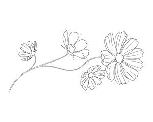 Delicate line drawing of cosmos flowers gracefully arranged on a thin stem isolated on transparent background