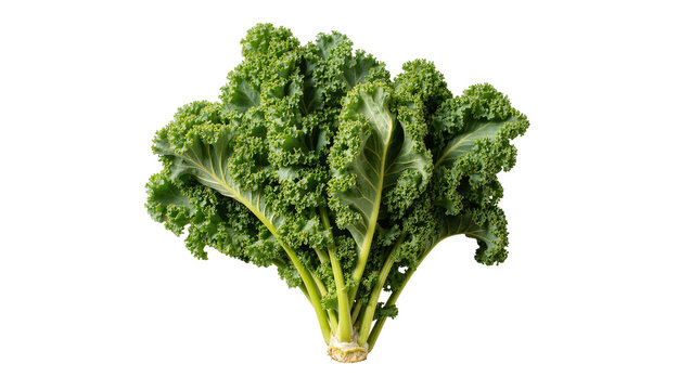 Isolated fresh green curly kale bunch with vibrant healthy leaves, organic vegetable food