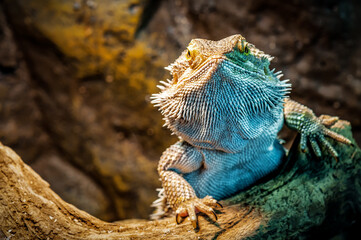 Portrait of cute live bearded agama lizard © Volodymyr Shevchuk