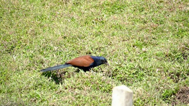 A beautiful Greater Coucal with distinctive copper-brown wings and black body walking on a grassy field.