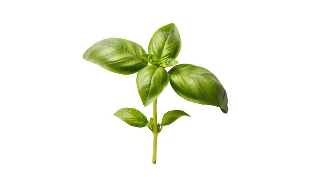 Isolated fresh green basil herb plant sprig for cooking, seasoning and culinary applications
