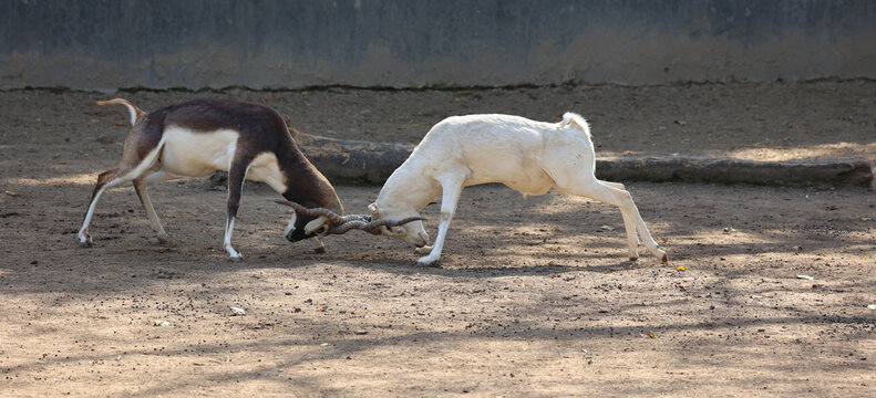 The blackbuck (Antilope cervicapra), also known as the Indian antelope, is an antelope native to India and Nepal. It inhabits grassy plains and lightly forested areas with perennial water sources