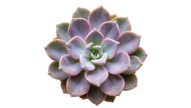 Isolated vibrant Echeveria succulent plant with an elegant rosette of colorful leaves
