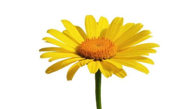 Isolated vibrant yellow daisy flower with orange center and green stem for design element