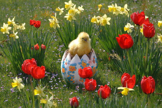 Ostern, Osterk&uuml;ken frisch aus einem Ei geschl&uuml;pft  zwischen Osterglocken und Tulpen