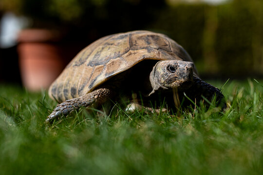 Land tortoise moving on green grass, close-up wildlife scene