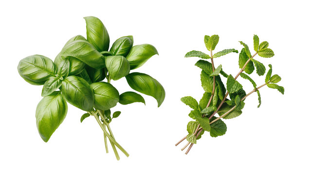 Isolated fresh fragrant basil and vibrant green mint bunches for culinary use