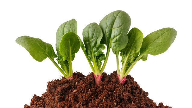 Isolated fresh young spinach plants growing in fertile dark soil, showcasing healthy green leaves