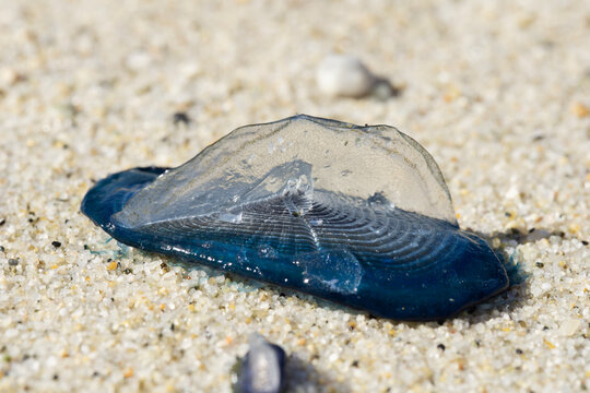 blue velella velella jellyfish washed up on a sandy beach, translucent sea raft known as by the wind sailor lying on the shore, concept of marine biology, oceanography, coastal nature.