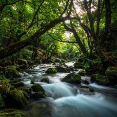 Obraz premium Flowing river winds through lush green forest. Sunlight filters through the canopy