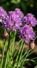Fototapeta premium Chive Blossoms - A Vibrant Display of Culinary and Botanical Beauty.