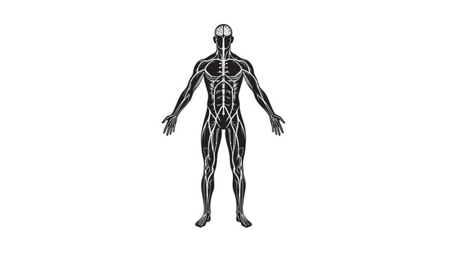 Human body anatomy illustration with detailed nervous system and brain outline on a white background
