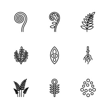 Collection of stylized fern plant life cycle icons.