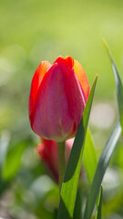 Naklejka premium Vertical tulip flower with soft green background, spring garden scene in tall mobile format, natural outdoor light, botanical floral image with copy space for stories, banners and seasonal design
