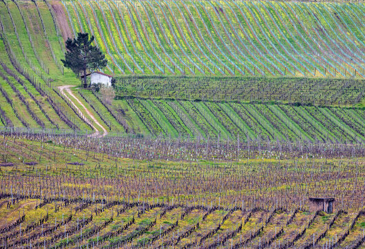 Vinhedos na primavera 