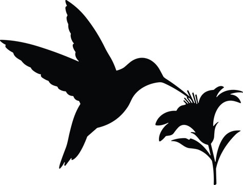 Hummingbird silhouette drinking nectar from flower illustration, flying bird wildlife icon isolated on white background, minimalist nature symbol for garden, tattoo and logo