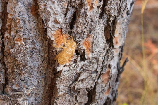 Cicada exuvia (shed skin) on tree bark in Sardinia, Italy
