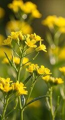 Fototapeta premium Close-up of vibrant yellow wildflowers in natural sunlight.