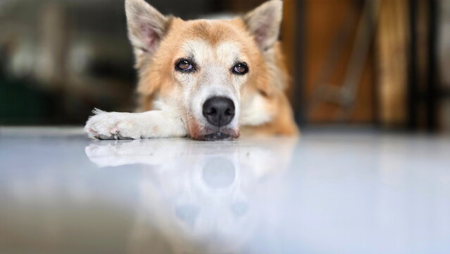 A Thai Bangkaew dog lay listlessly waiting for its owner. Its shadow was reflected on the tiled floor. This breed has erect ears, thick fur, a pointed nose, a long double coat, and a bushy tail.
