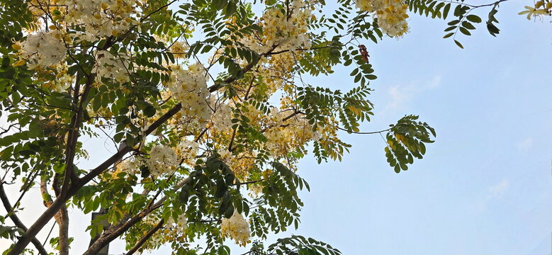 Cassia x nealiae produces yellow flowers that turn white with age. A deciduous hybrid tree ( between Cassia fistula and Cassia siamea). Flowers are borne in drooping clusters, petals are pure white
